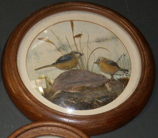 Grey Wagtail and Young (5-inch)